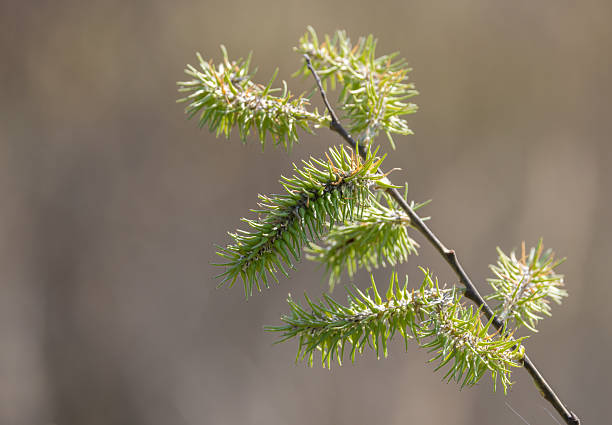 Salix lasiolepis in early April