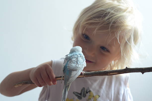 istock Child Gently Observing Blue Budgie on Stick 2210251445