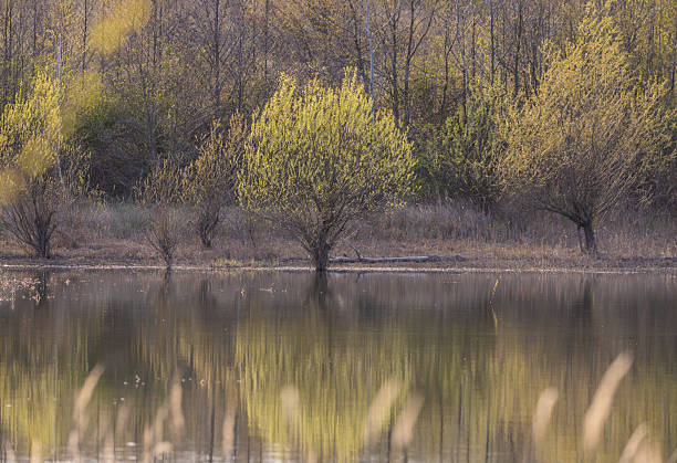 Peaceful spring lake landscape in the evening