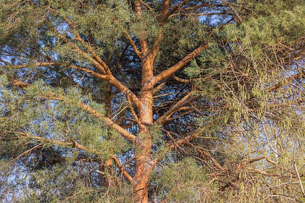 Crown of a huge pine tree on a sunny day