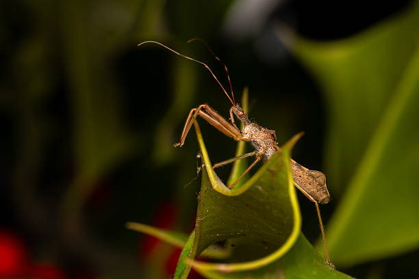 Green Leptocorisa with long antennae perched on a leaf. Its a close-up shot, showcasing the intricate details. The vibrant green color contrasts beautifully against the leafs surface.