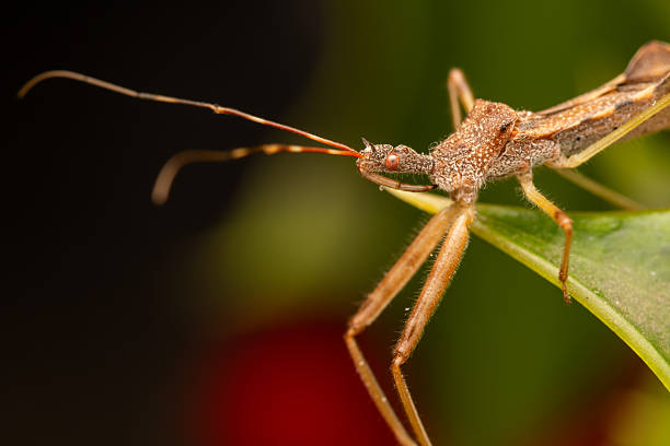 Sclomina erinacea
