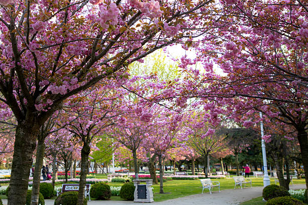 A peaceful park scene with blooming cherry blossoms, benches, and people strolling under the pink canopy, capturing a serene springtime moment.