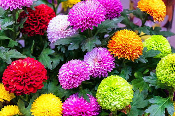 istock Vibrant Chrysanthemum Display in Multi-Colors 2210254827