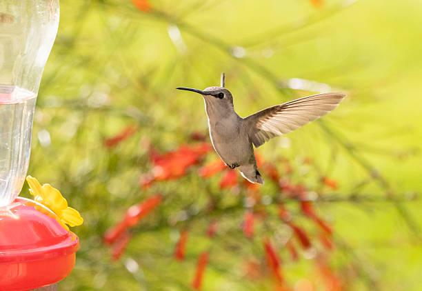 istock Close-Up Hummingbird in flight 2210257159