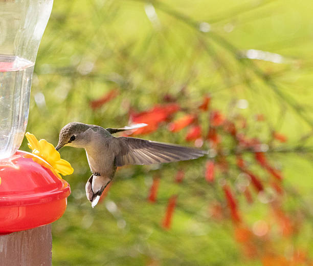 istock Close-Up Hummingbird in flight 2210257192