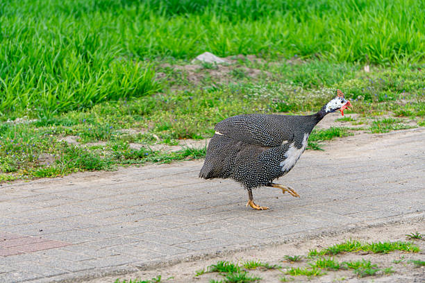 A group of guinea fowls forage in a grassy field as a white duck stands in the background watching during daytime