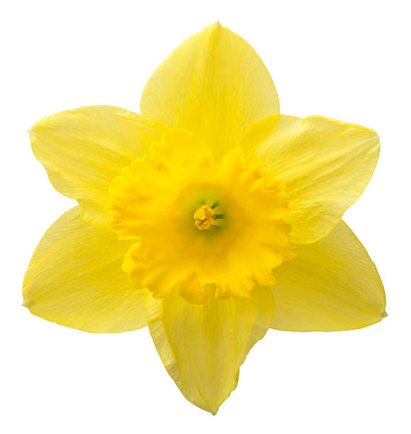 istock Yellow daffodil flower isolated on white background. Beautiful composition for advertising and packaging design in the garden business 2210257813