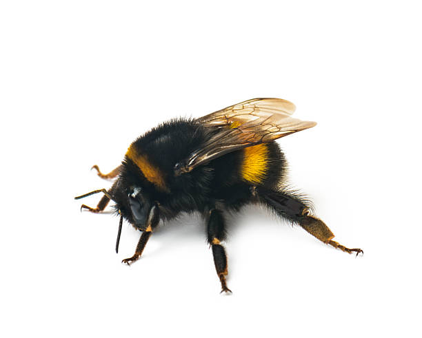 istock Live cute bumblebee on white background 2210257912