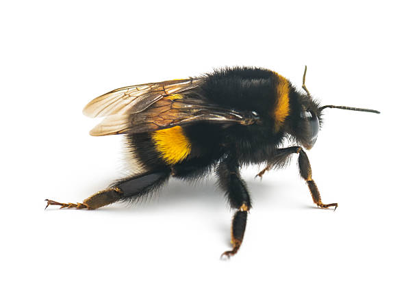 istock Live cute bumblebee on white background 2210257926
