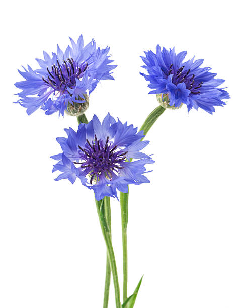 istock blue flowers of a cornflower, isolated on a white background. Selective focus 2210258183