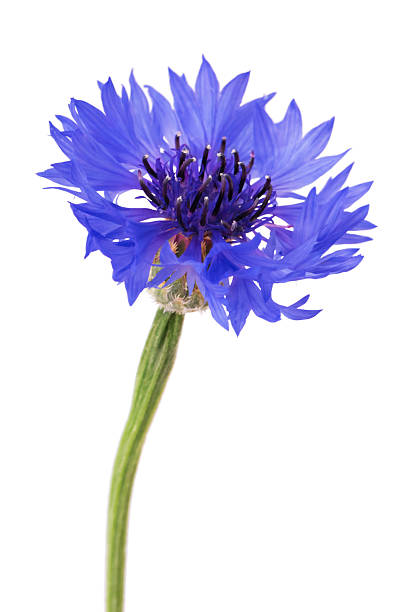 istock Beautiful blue cornflower isolated on white background. 2210258184