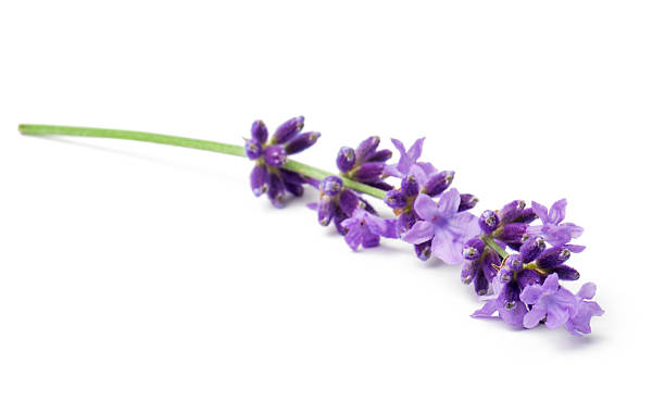 istock Flower lavender therapeutic herbs, isolated on white background. 2210258902