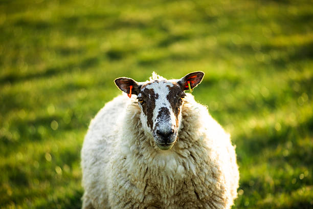 A Sheep against white background