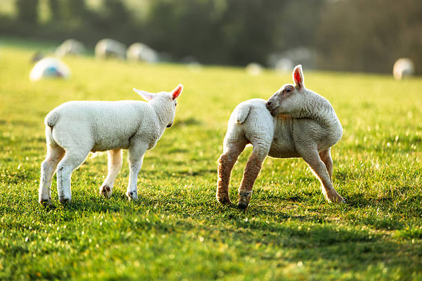 Two black ouessant rams with large, curved horns stand in a grassy field. They appear to be interacting, possibly playfully or showing dominance. The blurred background enhances the natural setting.