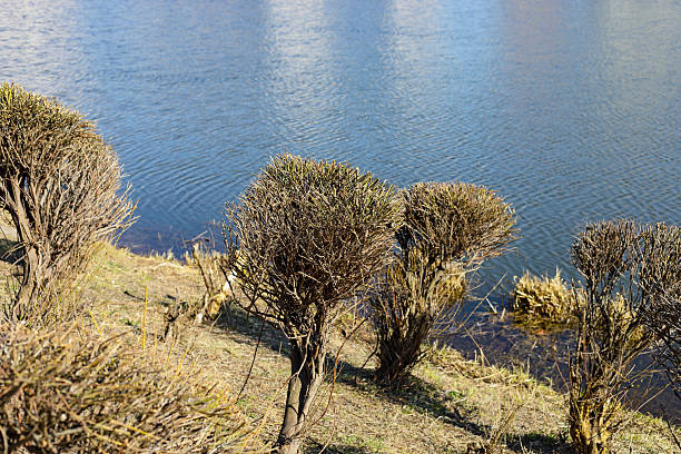 Lakeshore with leafless bushes whose branches have been trimmed and shaped into almost spherical shapes are seen in a public park in the Goclaw housing estate in Warsaw, Poland, still in winter.