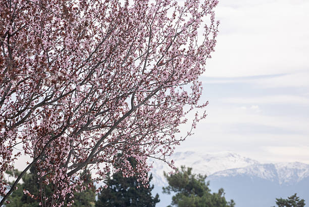 Branches of beautiful blooming cherry tree extend over snowy mountains