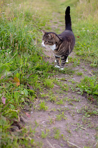 Domestic cat walking along a grassy path on a summer day in rural Sweden. Peaceful countryside setting with wildflowers and greenery. Symbolizes freedom, nature, and slow living.