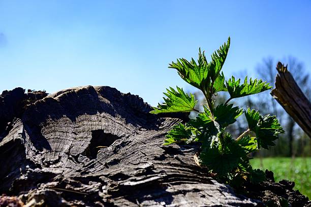 Close-up of a green plant growing from a tree stump under a clear blue sky in a natural setting.