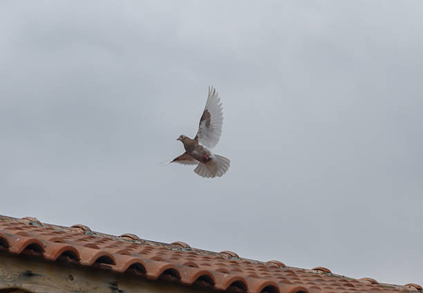 A close up of a dove on a house