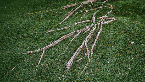 Fresh Turf Roots Tree Roots Breaking Through The Surface Of Artificial Turf Grass ...