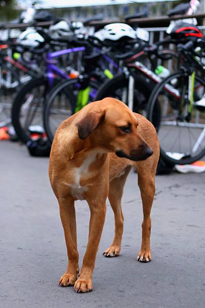 istock Dog on the street 2210267665