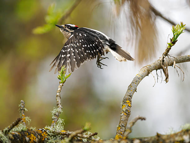 Downy Woodpecker (Dryobates Pubescens) flying between trees with soft background.