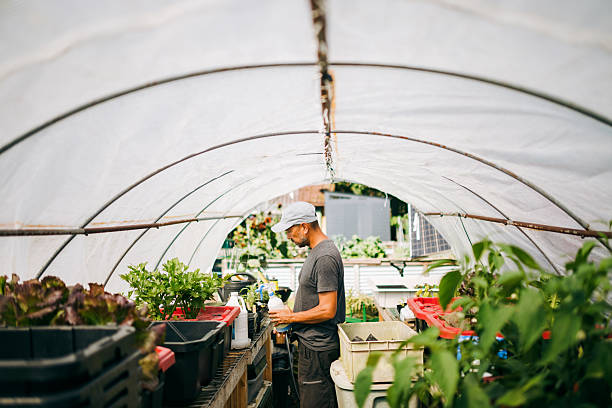 A Hawaiian man waters plants in his greenhouse on a homestead organic farm near Hilo, Hawaii, tending and caring for garden plants and vegetables.