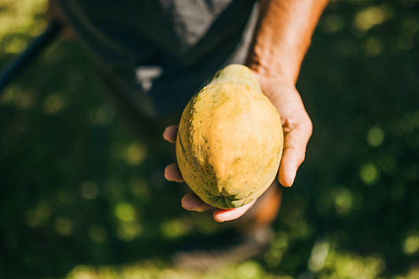 A Hawaiian man harvests a papaya fruit on a small homestead organic farm near Hilo, Hawaii.  Fresh fruits and vegetables.