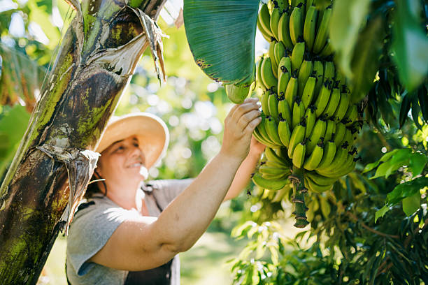 istock Woman Inspecting Banana Tree in Hawaii 2210272422