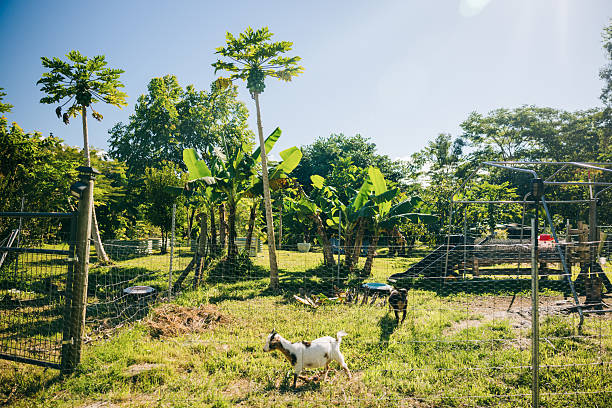 Goats, fruit trees, and vegetables all thriving on a small organic farm near Hilo, Hawaii.