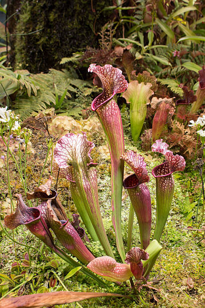 istock Sarracenia, beautiful carnivorous red and green pitcher plants. 2210273708