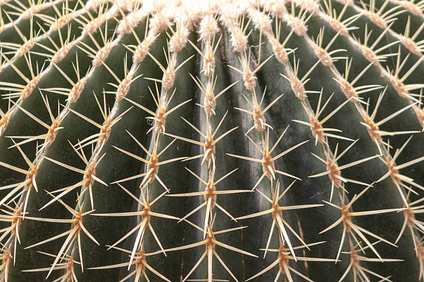 istock Cactus needles close-up, green succulent close-up, cactus texture, natural background 2210273792