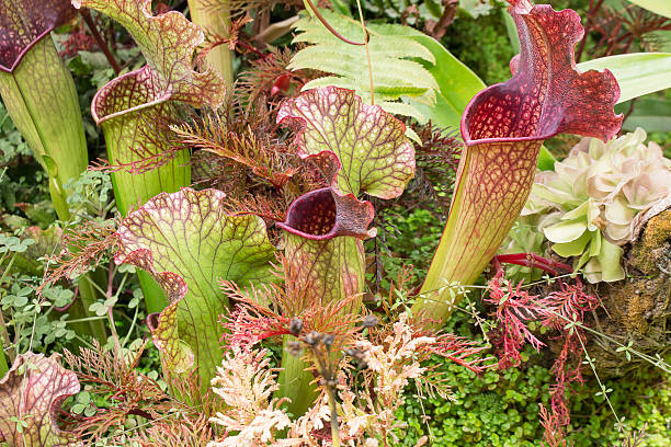 istock Sarracenia, beautiful carnivorous red and green pitcher plants. 2210273906