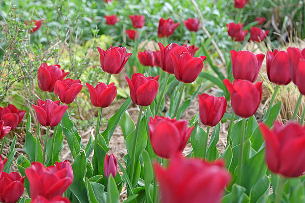 istock Rd triumph tulip, tulipa 'Mascara' in flower. 2210274786