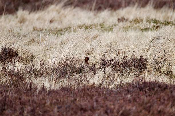 red grouse moorland bird stood in the undergrowth