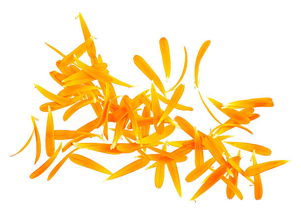 istock Calendula petals isolated on a white background, top view. Orange petals. Marigold petals. 2210275664