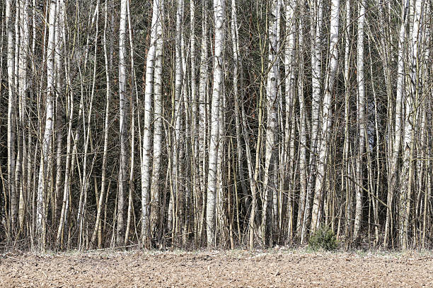 Birch forest