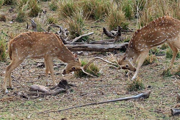 istock Two young chital deer fighting in Ranthambore National Park 2210289177