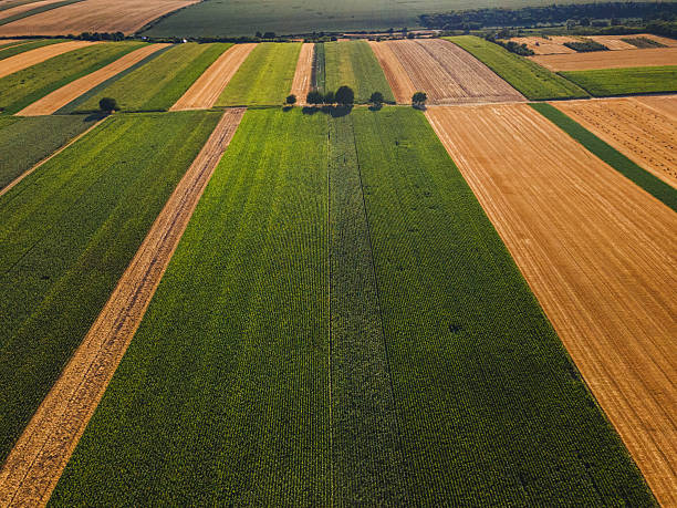 istock Aerial drone view of cultivated green corn field during sunset 2210289821