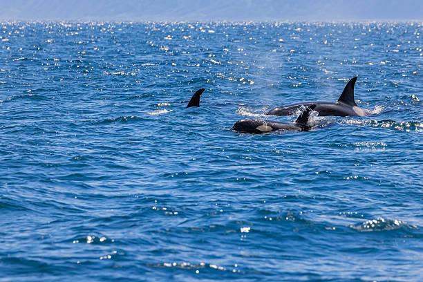 istock Orca in Rausu, Hokkaido, Japan 2210291004