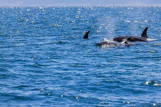 istock Orca in Rausu, Hokkaido, Japan 2210291013