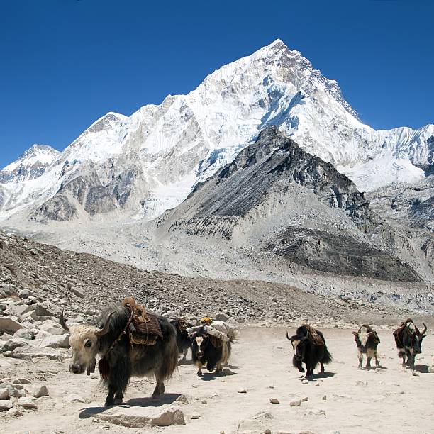 istock Khumbu glacier and mount Nuptse with group of yaks 2210291327