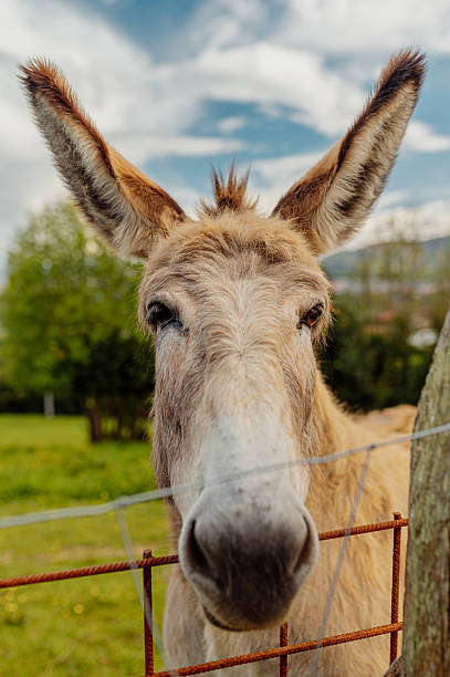 istock Donkey peeking through fence on world donkey day 2210291347
