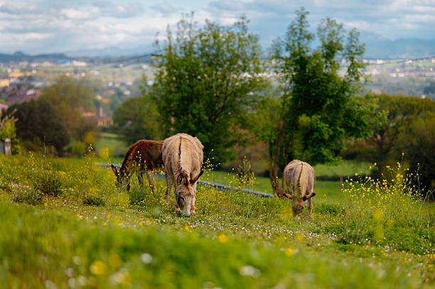 Donkeys grazing in a lush, green field surrounded by wildflowers and trees under a cloudy sky