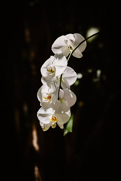 istock Radiance in Petal Symphony 2210293609