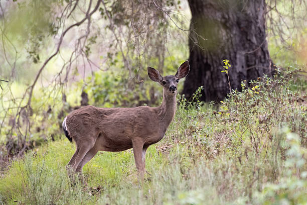 Female deer blends into the oak tree forrest background while looking straight ahead across the meadow.