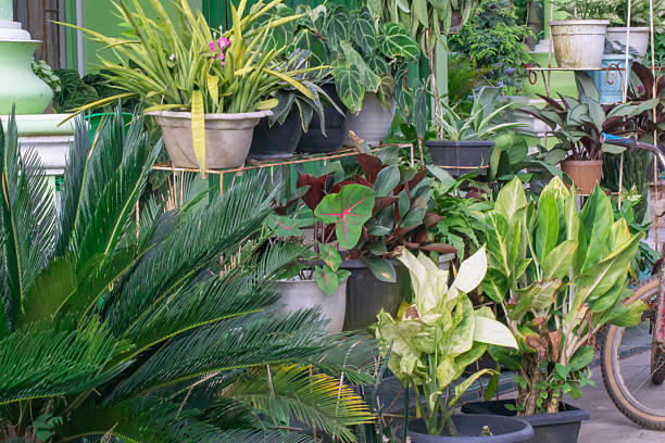 istock ornamental plants for home terrace decoration 2210296752
