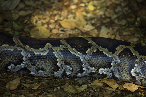Indian Python Also Known As Blacktailed Python Indian Rock Python And ...