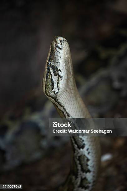 Indian Python Also Known As Blacktailed Python Indian Rock Python And ...